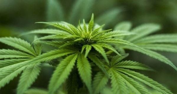 What you need to know about travelling with cannabis What you need to know about travelling with cannabis