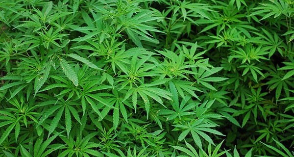 Westleaf Cannabis closes on $20 million in financing Westleaf Cannabis closes on $20 million in financing