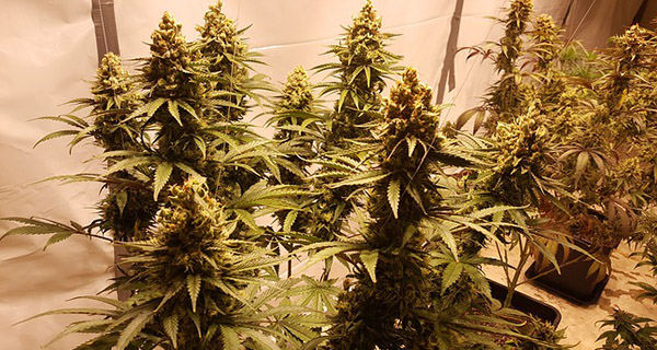 Westleaf strikes partnership to produce cannabis derivatives