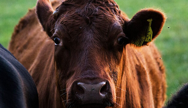 All the food we eat has been modified by humans