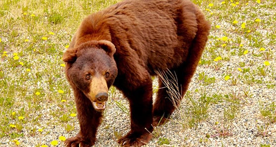 A soft egg in the Nahanni National Park Reserve