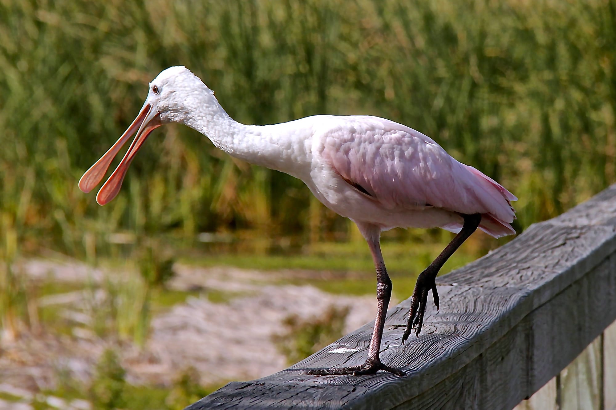 Roseate spoonbill