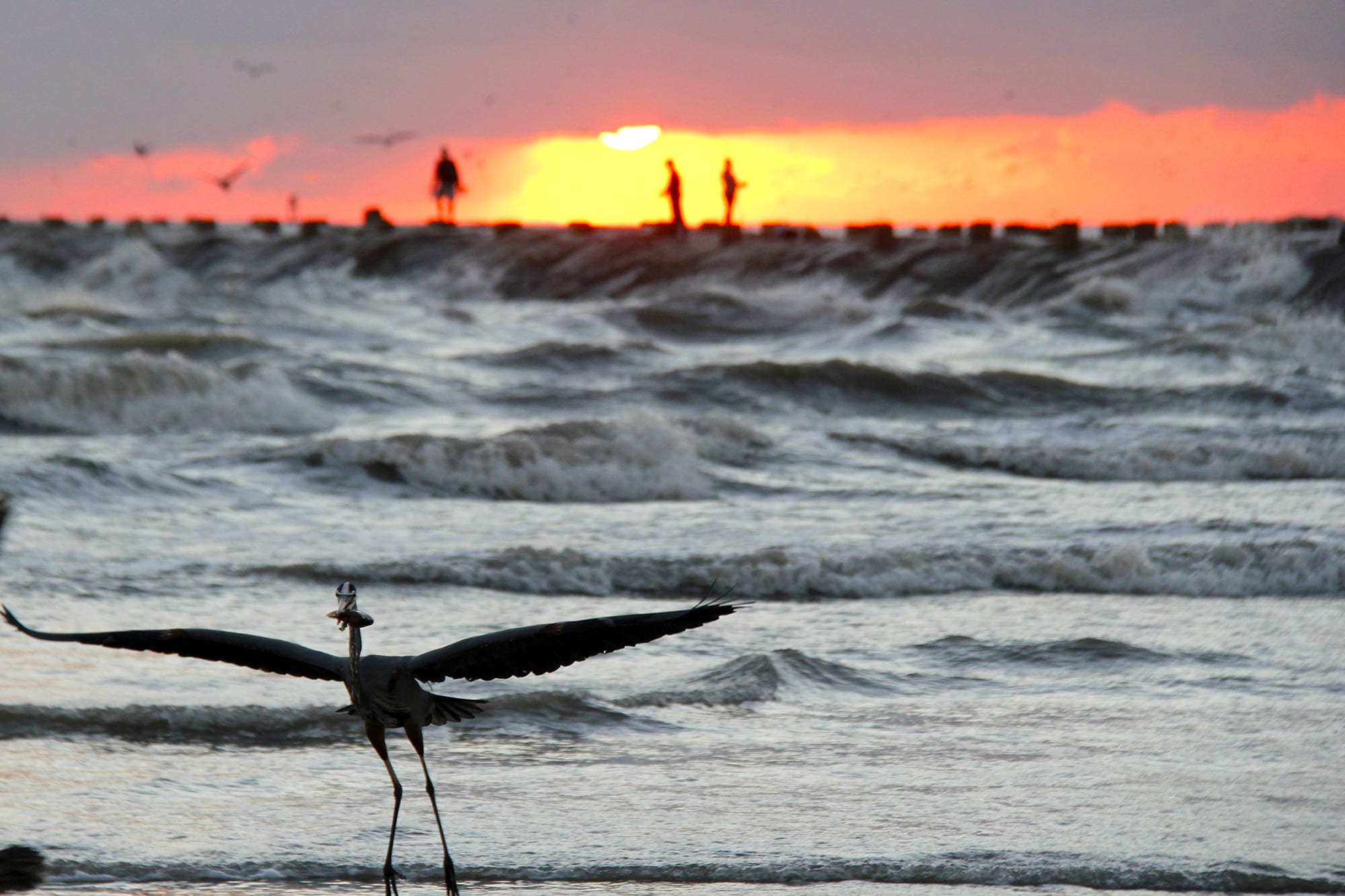 The early bird gets the crab