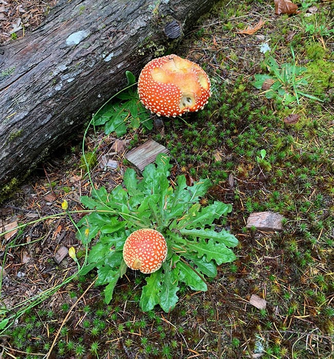 Amanita muscaria at Skelhp