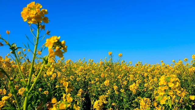 China strikes back at Canadian canola farmers after EV tariffs