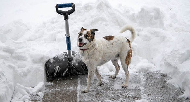 Self-discovery, one shovelful of snow at a time