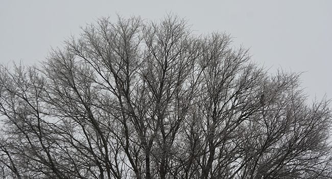 It’s still winter but my trees are getting chubby