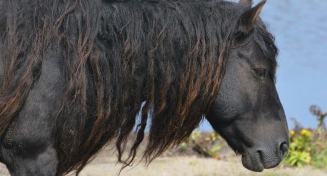 The amazing wild horses of Sable Island