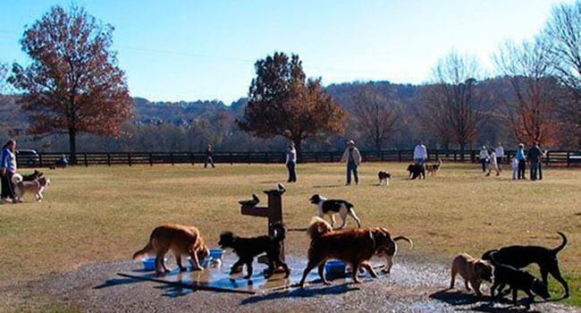 Why won’t you clean up after your dog?