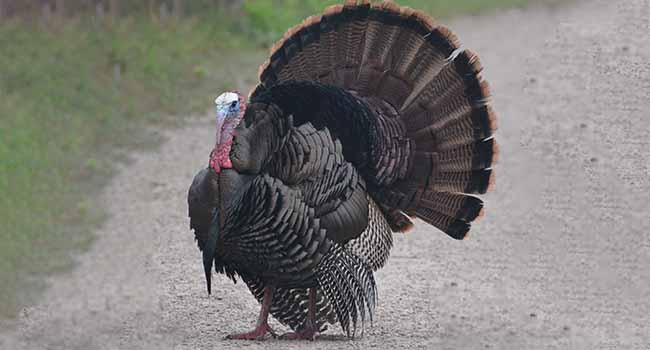 Birds in love - Wild Turkey