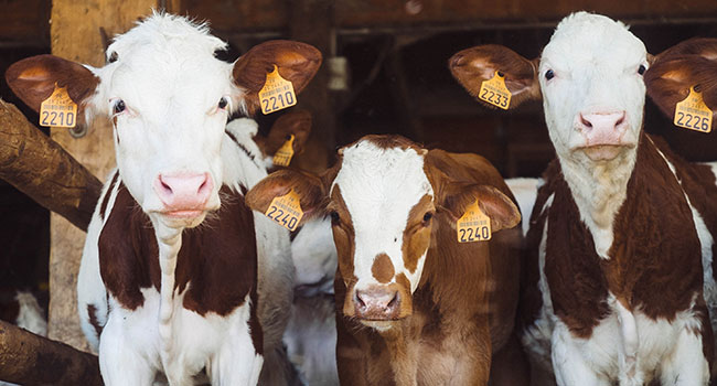 Job rebound sluggish in Canada’s agri-food sector