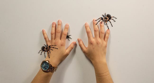 Game helps people overcome fear of spiders