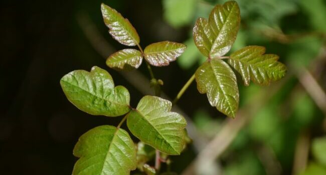 Being careless around poison ivy can cost you