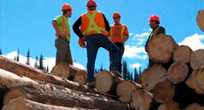 Canada can play hardball on softwood