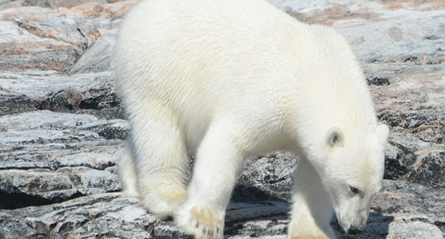 The polar bears were the showstoppers