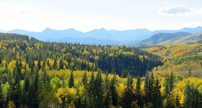 Alberta’s forest industries focus of new U of A research chair