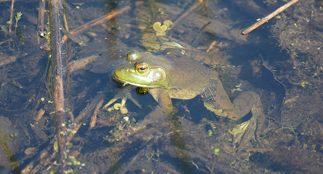 Do reptiles and amphibians actually hibernate during winter?