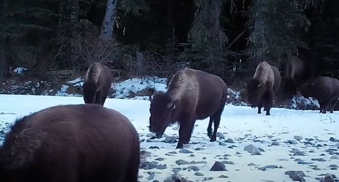 Putting bison back where they belong heals land and people: researchers