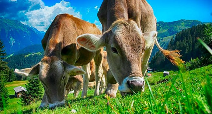 Innovative livestock grazing approach could reduce greenhouse gases