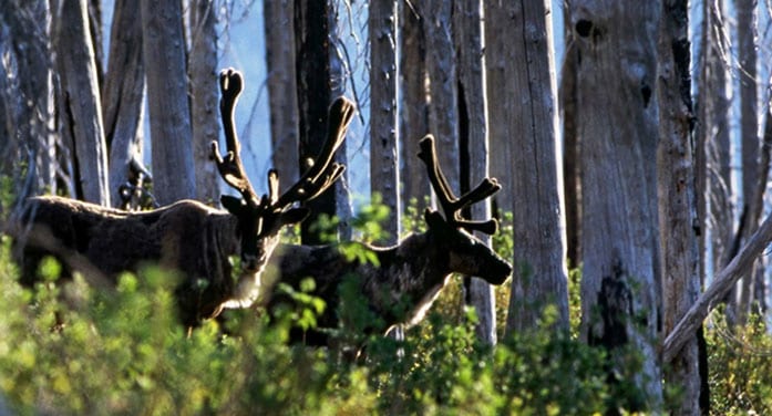 No evidence predator control will save caribou: study