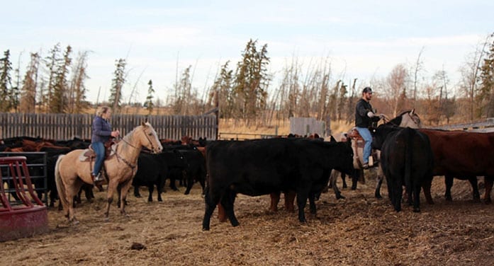 Students get virtual taste of real-world life on the farm