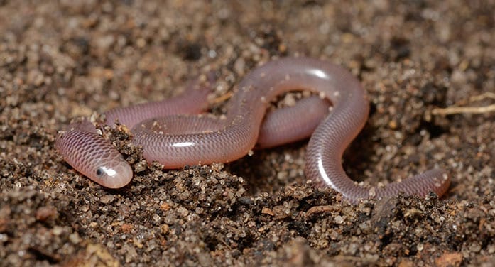 Snake jaw structure yields new understanding of evolutionary origins