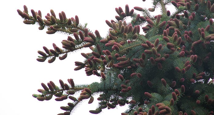 The elegant and essential cones of coniferous trees