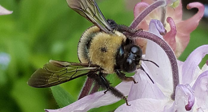 The nasty ways insects inflict damage on humans