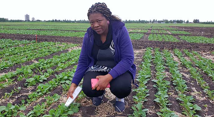 Research project explores new way to boost canola production