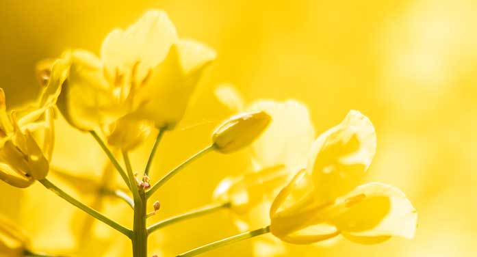 Online tool helps canola producers get a leg up on blackleg disease