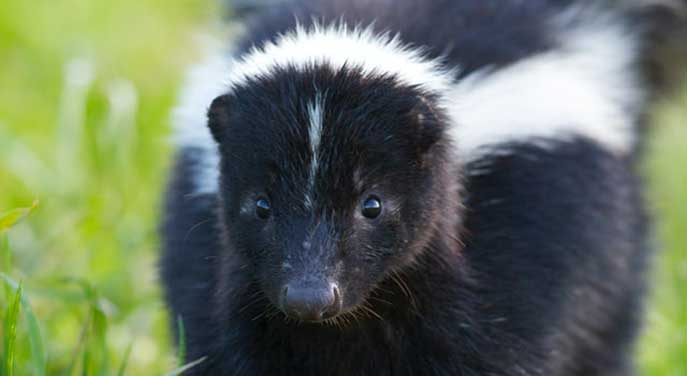 Do you have smelly neighbours? (Skunks, not pot growers)