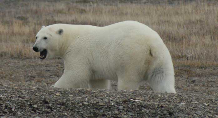 Is the polar bear’s life becoming even more perilous?