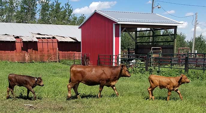 Groundbreaking research could help ranchers optimize free-range grazing