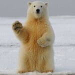 Canada’s Arctic sovereignty claims ring hollow