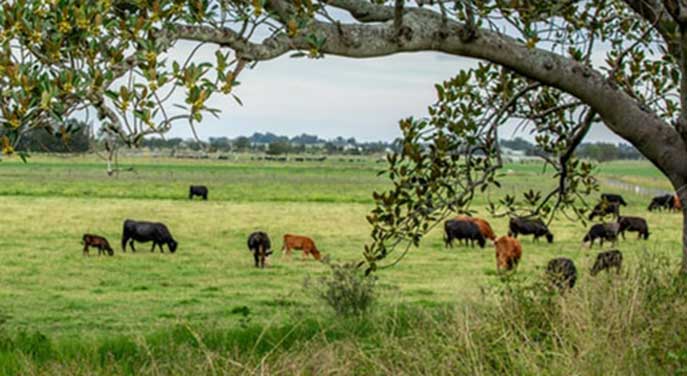 Grazing mirroring natural patterns protects grasslands from drought