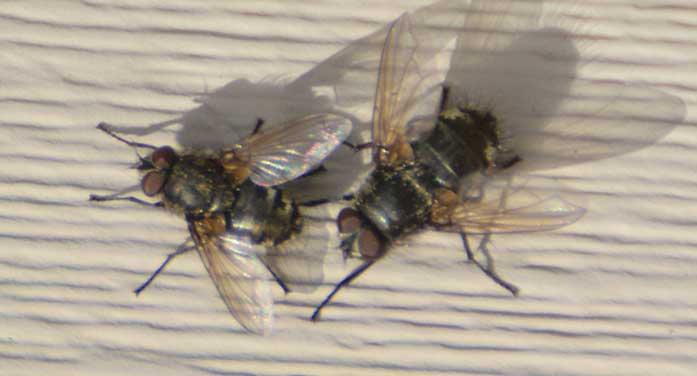 Cluster flies on your window? Spring has sprung