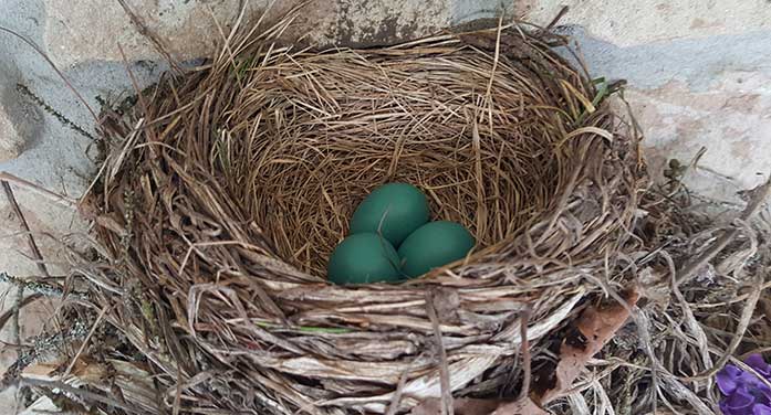 Breeding bird study offers insights into health of the environment