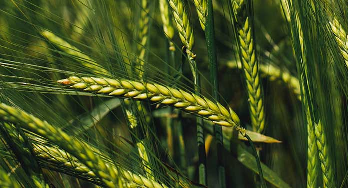 Perennial rye crop shows potential for greener agriculture