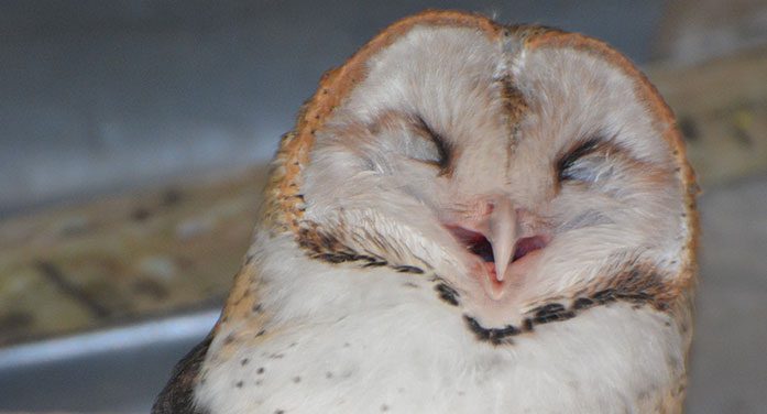 Give a hoot and support the Great Canadian Birdathon