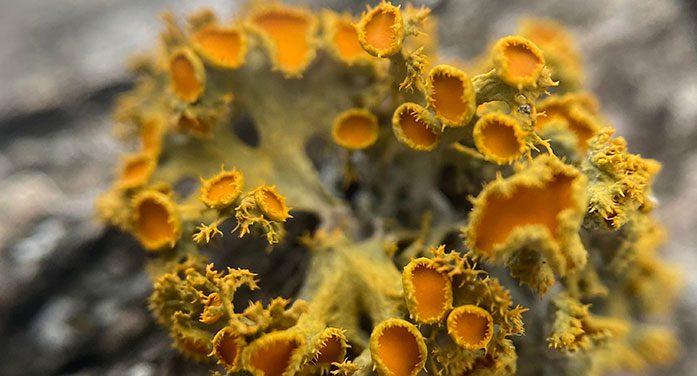 Discovery offers new clues to lichens’ evolutionary advantage