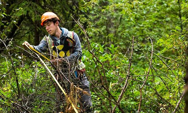 Forestry grad harvests his passion for the outdoors into a career