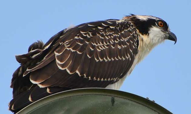 My neighbour the osprey in all its grandeur
