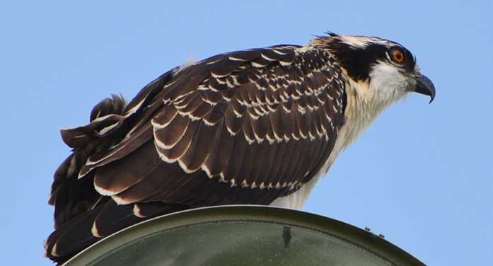 My neighbour the osprey in all its grandeur