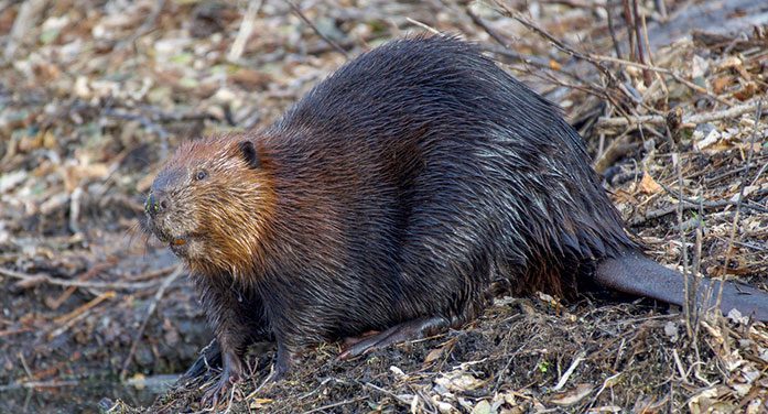 Can beavers catch chronic wasting disease?