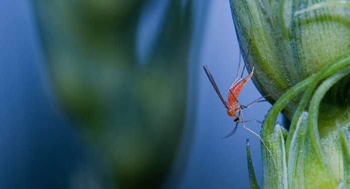 New strains of wheat sought with built-in resistance to wheat midge