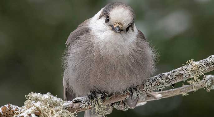 Canada Jay is the best choice to be our national bird