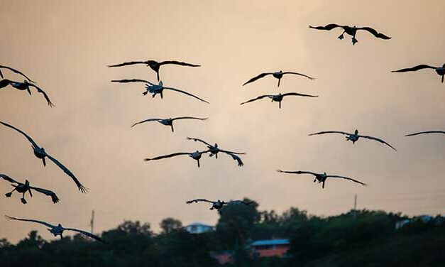 Why do birds really migrate in the fall?