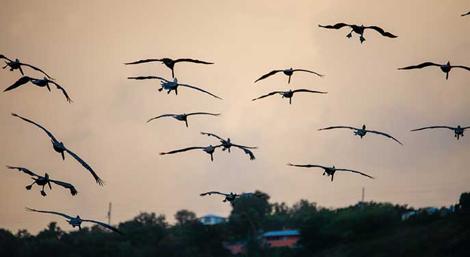 Why do birds really migrate in the fall?