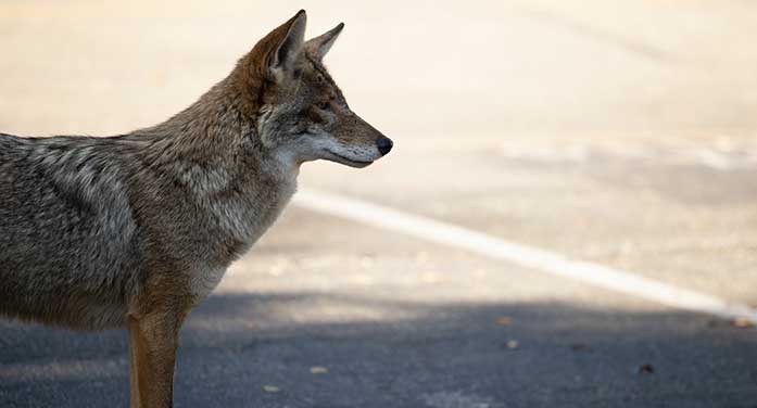 What to do when you see wildlife on urban trails