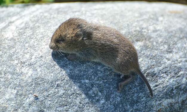 Who doesn’t want to eat a meadow vole?